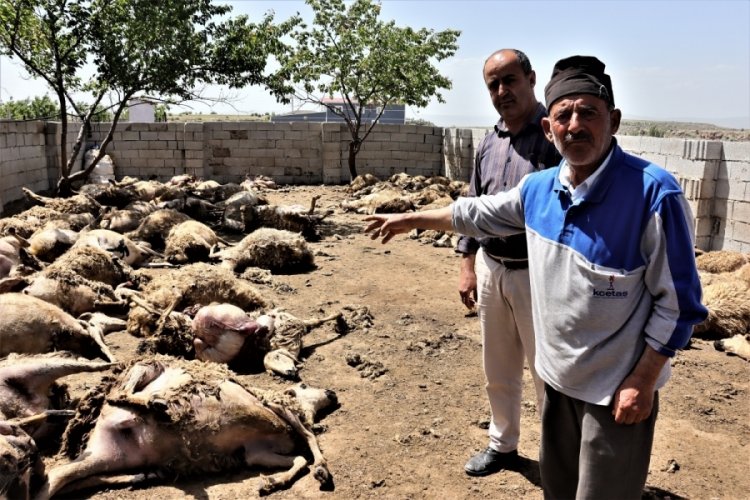 Sabah uyanan besici hayatının şokunu yaşadı