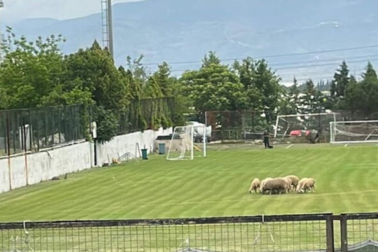 Denizlispor'un tesislerinde koyunlar otladı!