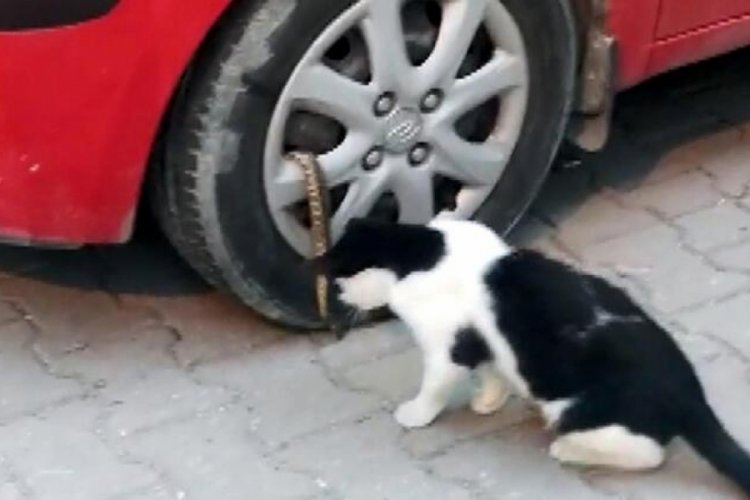 İstanbul'da mahallelinin yılan isyanı