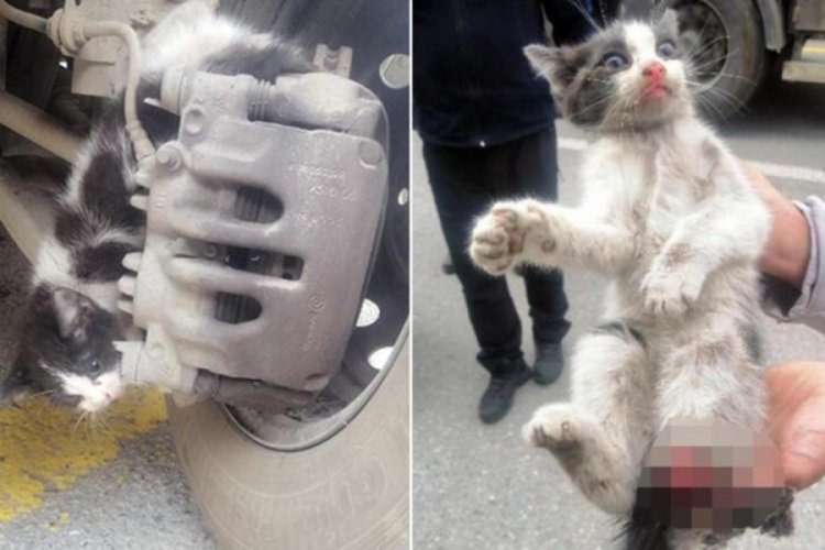 Otomobilin fren sistemine sıkışan kedinin bacağı koptu