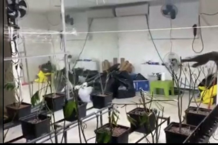 İstanbul'da 5 milyon liralık marihuana ele ge&ccedil;irildi