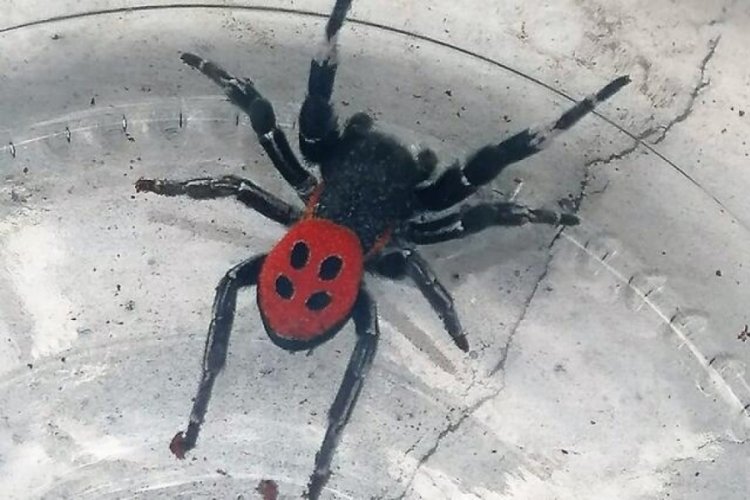 Zehirli uğur b&ouml;ceği Denizli'de g&ouml;r&uuml;ld&uuml;