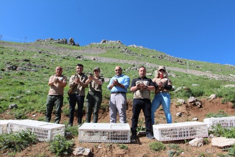 Şırnak'ta kınalı keklikler doğaya bırakıldı