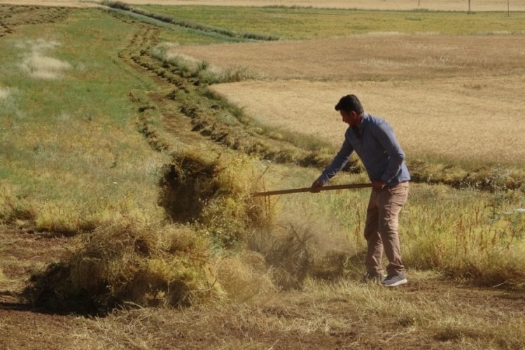 Siirt'te kırmızı mercimekte son yılların en bereketli hasadı yaşandı