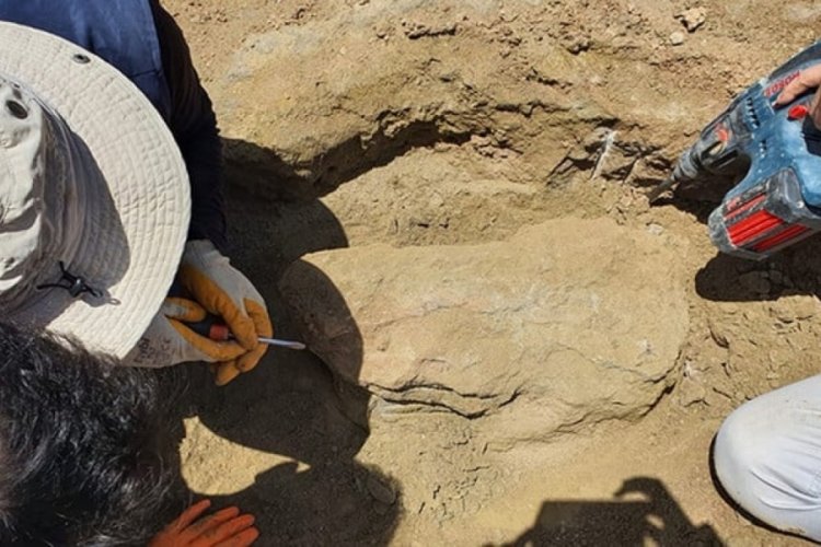 &Ccedil;ankırı'da 28 milyon yıllık dev gergedan fosiline ait kemikler bulundu