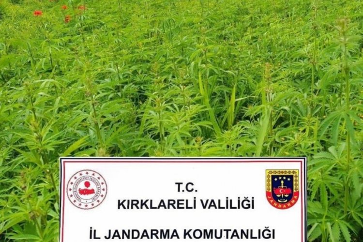 Kırklareli'nde kenevir operasyonu