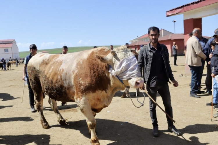 Doğu'dan Batıya kurbanlık sevkiyatı hız kazandı