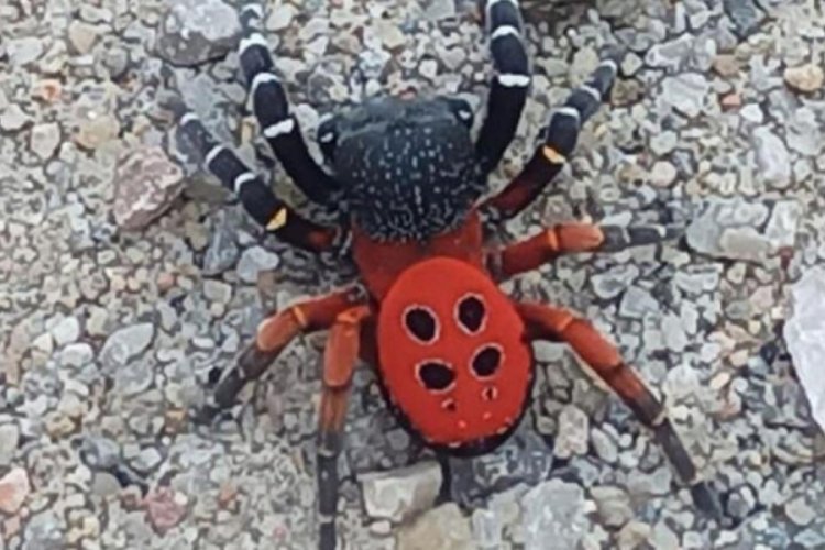 Zehirli uğur b&ouml;ceği Manisa'da g&ouml;r&uuml;ld&uuml;