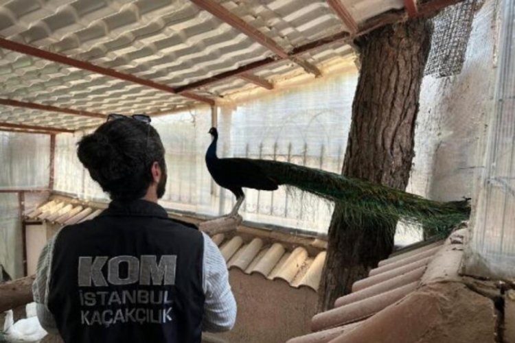 İstanbul'da evinin bah&ccedil;esinde yabani geyik besleyen kişi g&ouml;zaltına alındı