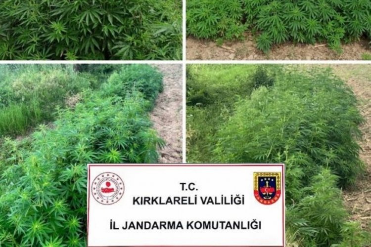 Kırklareli'nde 13 bin 800 k&ouml;k Hint keneviri ele ge&ccedil;irildi