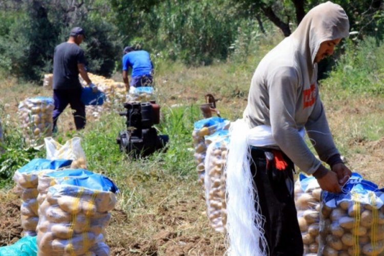 Mayıs ayının zam şampiyonu patatesten iyi haber geldi!