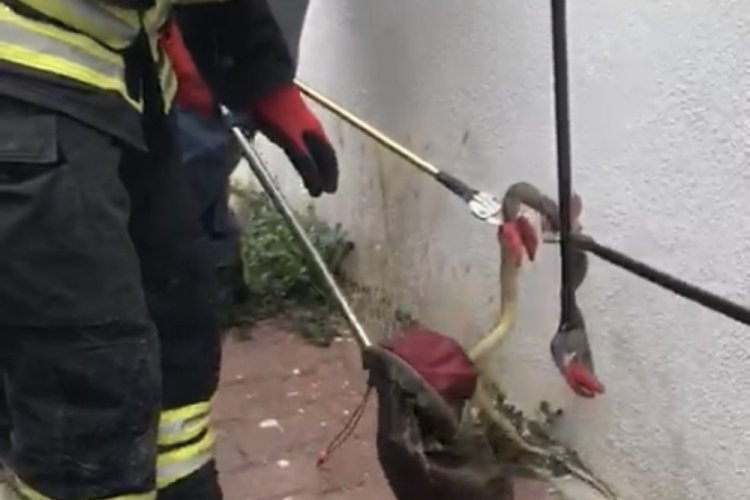 Konya'da otomobil i&ccedil;inden &ccedil;ıkan yılan korkuttu