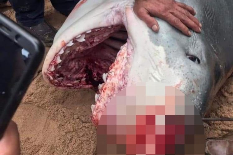 Mısır'da k&ouml;pekbalığı saldırısına uğrayan turist &ouml;ld&uuml;