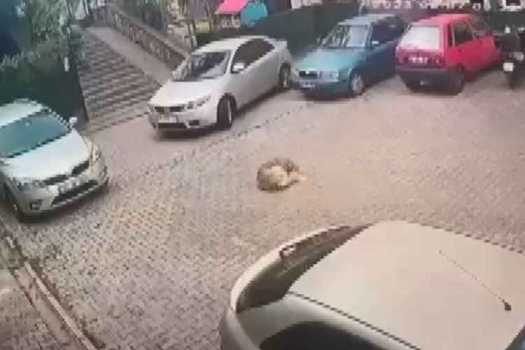 İstanbul'da tepki &ccedil;eken g&ouml;r&uuml;nt&uuml;; otomobilin ezdiği k&ouml;pek &ouml;ld&uuml;