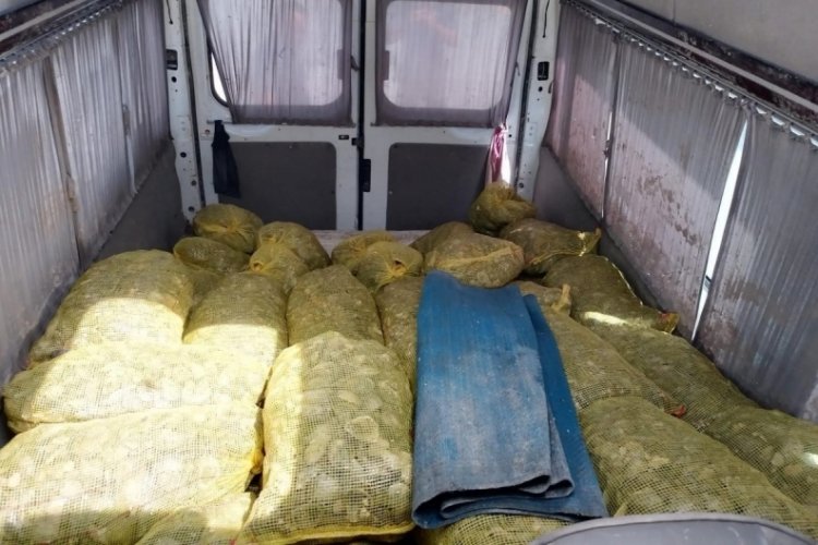Samsun'da deniz polisi 80 &ccedil;uval ka&ccedil;ak midye ele ge&ccedil;irdi