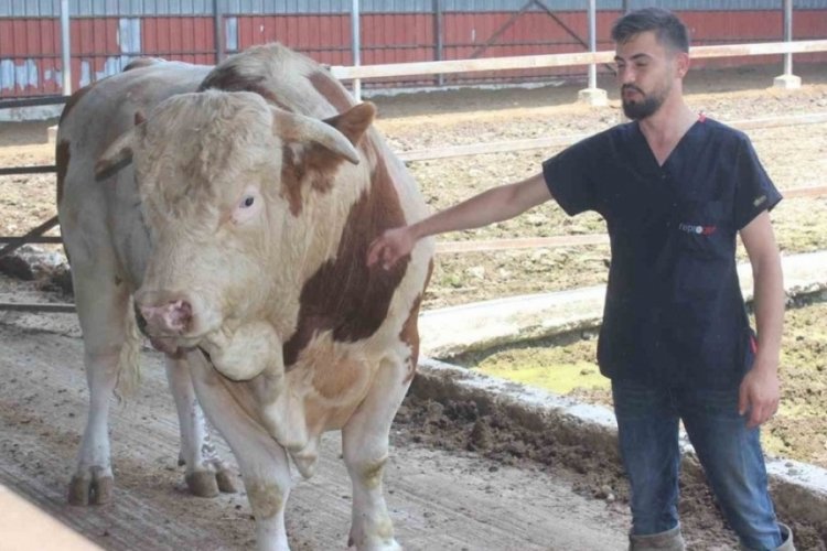 Kurbanlık boğanın fiyatı ikinci el araba ile yarışıyor!