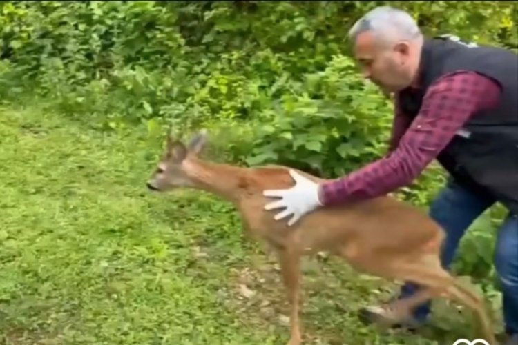 Bartın'da bitkin halde bulunan karaca tedavi edilerek doğaya salındı