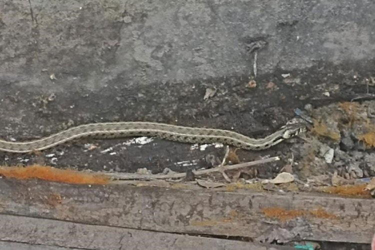 Eve girmeye &ccedil;alışan yılanı ekipler b&ouml;yle yakaladı