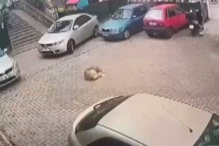 İstanbul'da k&ouml;peği otomobiliyle ezen s&uuml;r&uuml;c&uuml; hakkında flaş karar!