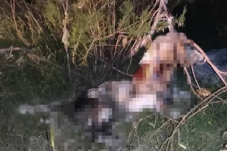 Ankara'da 17 k&ouml;pek ağaca asılı halde bulundu