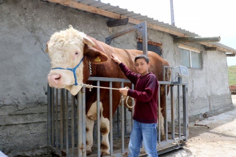 Heybeti g&ouml;renleri b&uuml;y&uuml;lerken fiyatı ise dudak u&ccedil;uklatıyor