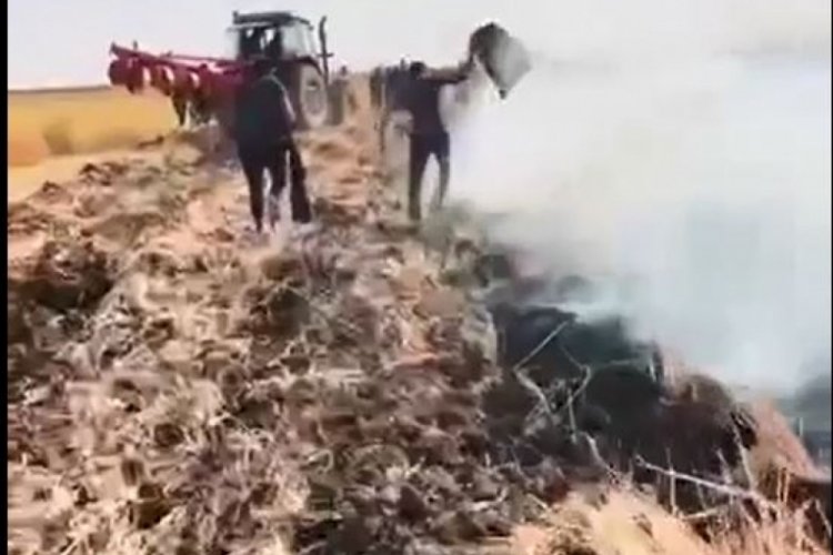 Mardin'de 150 d&ouml;n&uuml;m alanda ekili buğday k&uuml;le d&ouml;nd&uuml;