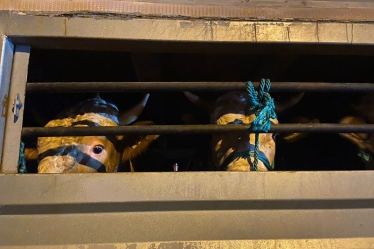 İstanbul'a kurbanlık hayvan girişleri başladı