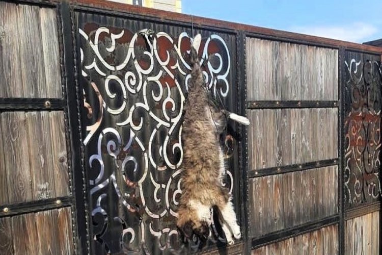 Manisa'da sokak k&ouml;peği evin kapısına asıldı şekilde bulundu