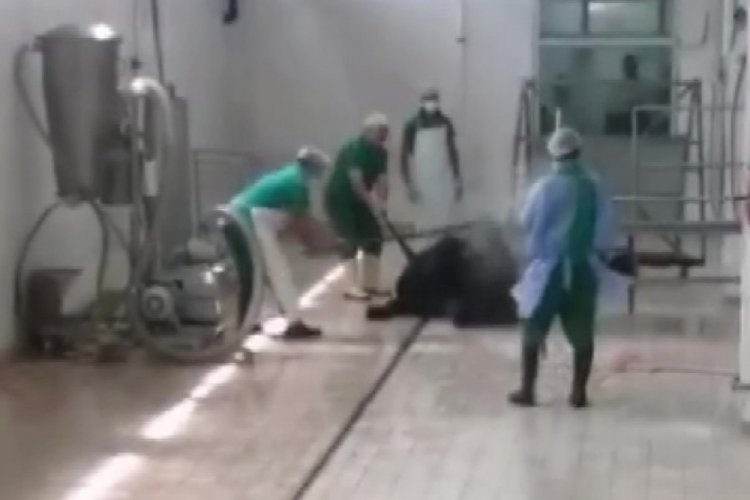 Adana Et ve S&uuml;t Kurumu'nda skandal g&ouml;r&uuml;nt&uuml;ler! Sopayla vurularak &ouml;ld&uuml;r&uuml;ld&uuml;