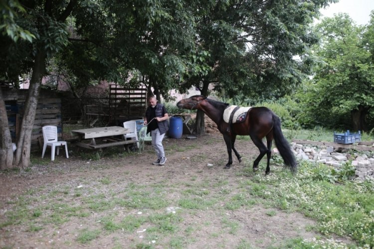 Bursa'da 'Uludağ' isimli tay i&ccedil;in 11 ay doğumu bekledi