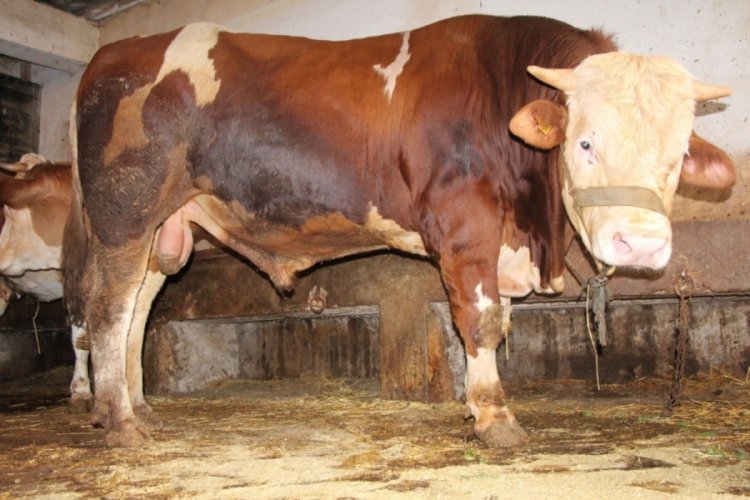 1 tonluk Paşa'nın satış fiyatı belli oldu