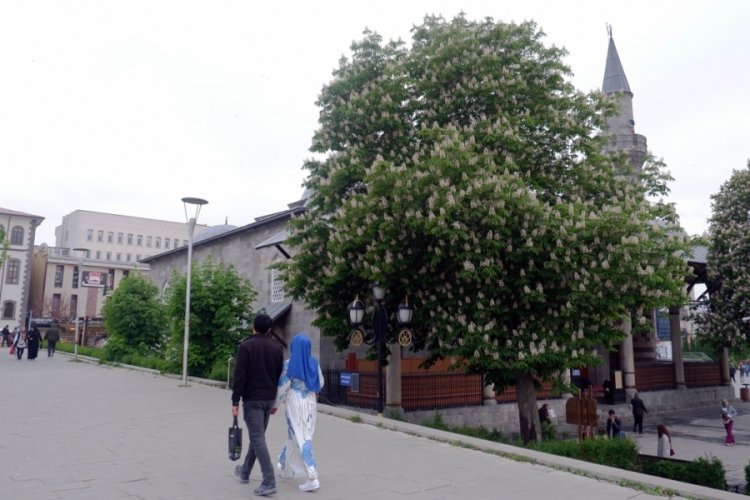 Erzurum'da kestane ağa&ccedil;ları &ccedil;i&ccedil;ek a&ccedil;tı