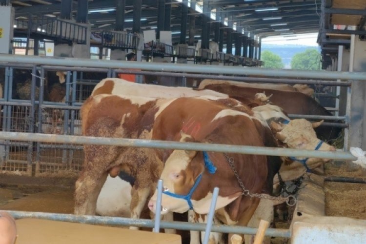 Bursa'da bazı b&ouml;lgelerde hayvan giriş &ccedil;ıkışları kapatıldı