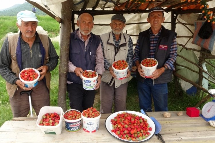 K&uuml;tahya'da Demirci&ouml;ren &ccedil;ileği tezgahlarda