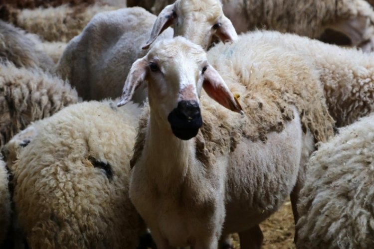 Adana'da kurban pazarları kuruluyor