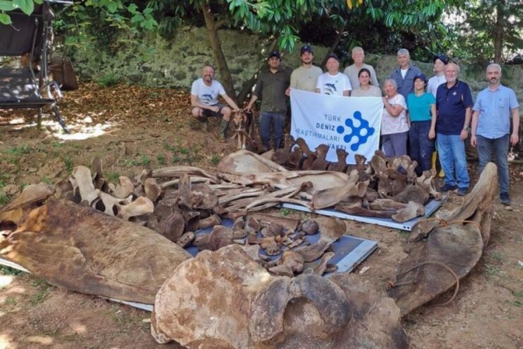 Antalya'da g&ouml;m&uuml;len balinanın kemikleri, 3 yıl sonra bilimin hizmetinde