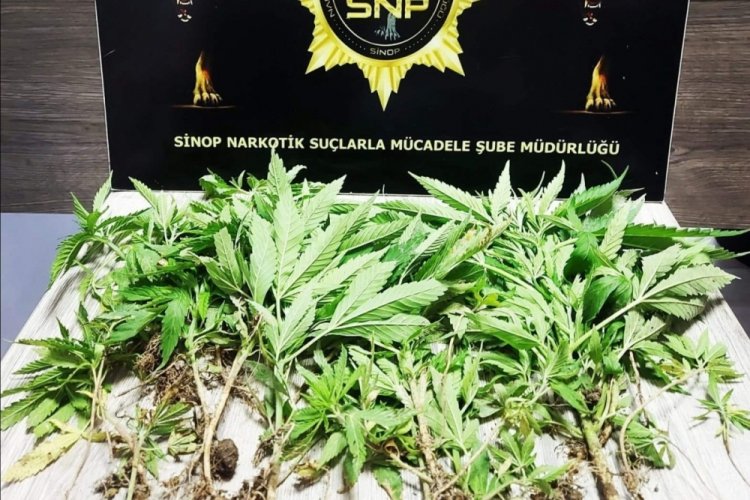 Sinop'ta eve operasyon: 35 k&ouml;k Hint keneviri ele ge&ccedil;irildi