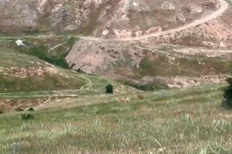 Elazığ'da şehir merkezine inen ke&ccedil;iler şaşkınlık yarattı