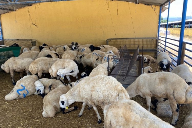 Bursa'da hayvan giriş çıkışına kapatılan bölgeler hakkında açıklama! 