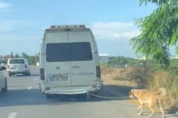 Antalya'da minib&uuml;s&uuml;n arkasına bağladığı k&ouml;peği zorla g&ouml;t&uuml;ren s&uuml;r&uuml;c&uuml;ye ceza