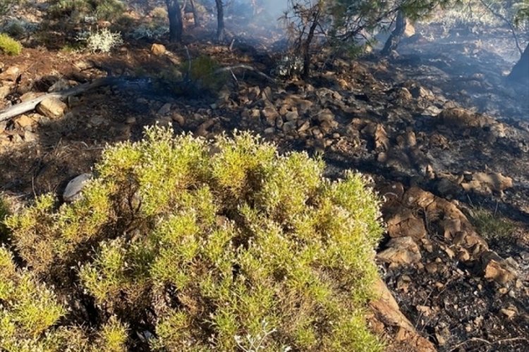 Muğla'da ormanlık alanda yangın