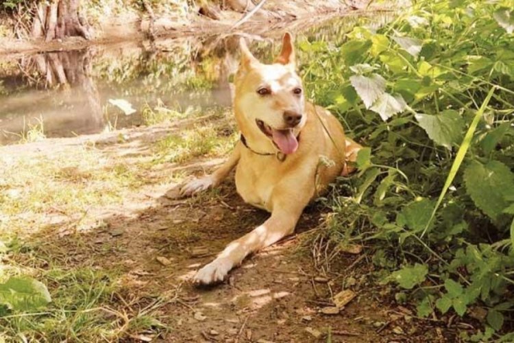 İsvi&ccedil;reli diplomat ve k&ouml;peği 'Shayenne' kavuştu