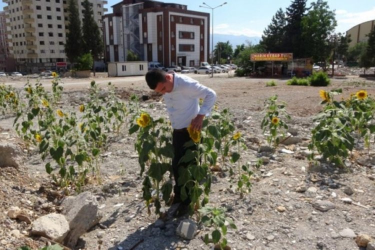 Kahramanmaraş'ta enkaz altında kalan ay &ccedil;ekirdekleri filizlenip boy verdi