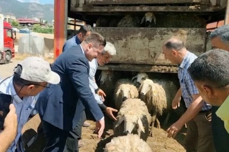 Hatay'da depremde hayvanlarını kaybedenlere k&uuml;&ccedil;&uuml;kbaş dağıtımı