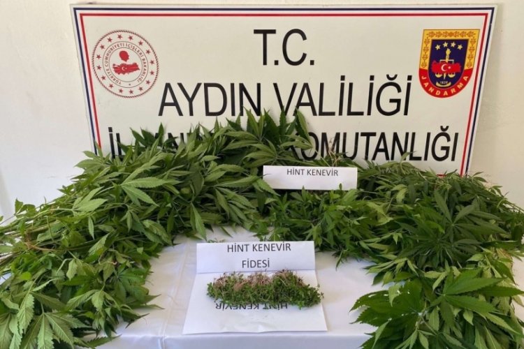 Aydın'da bah&ccedil;ede kenevir ekimine jandarma baskını