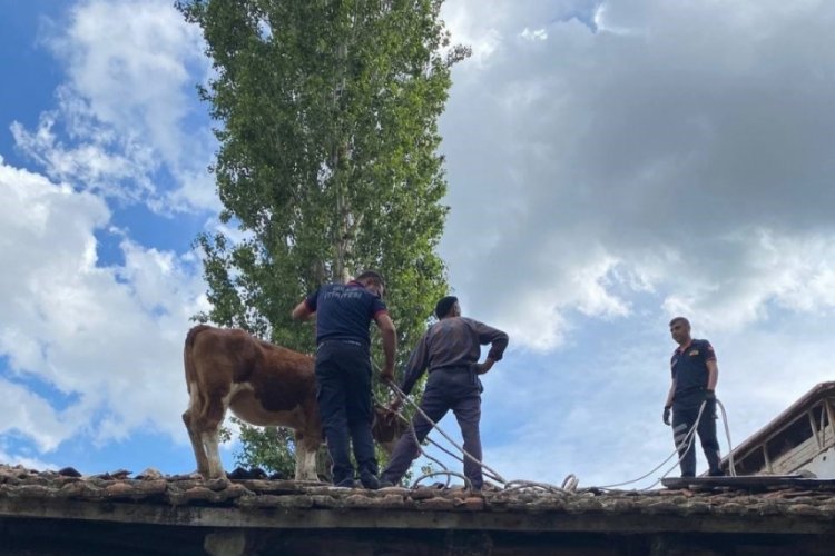 &Ccedil;orum'da &ccedil;atıya &ccedil;ıkan ineği itfaiye ekipleri kurtardı