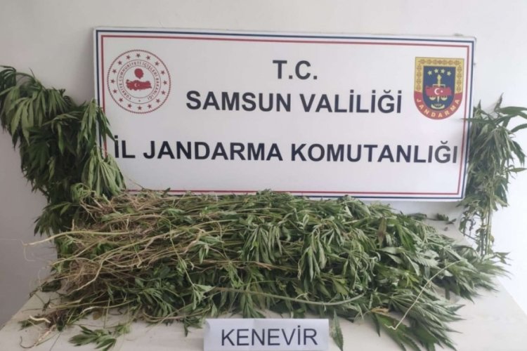 Samsun'da 2 bin 315 k&ouml;k kenevir ele ge&ccedil;irildi