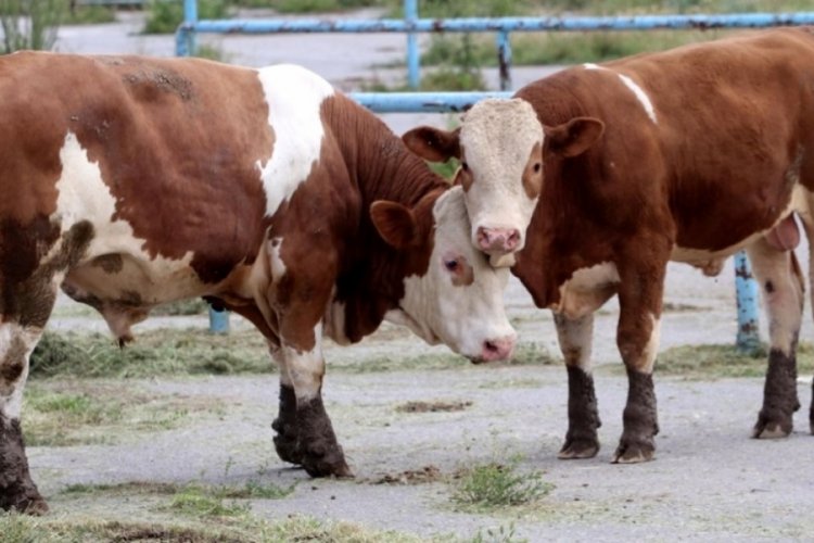Kurban keserken dikkat! Cezalar cep yakıyor