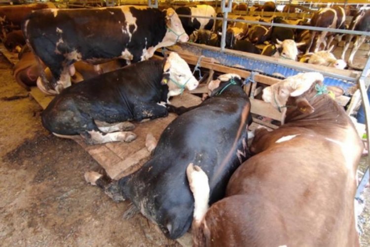 Kurban pazarlarındaki b&uuml;y&uuml;kbaşların y&uuml;zde 80'i satıldı