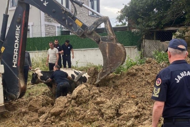 Kuyuya d&uuml;şen b&uuml;y&uuml;kbaş, kep&ccedil;eyle kurtarıldı